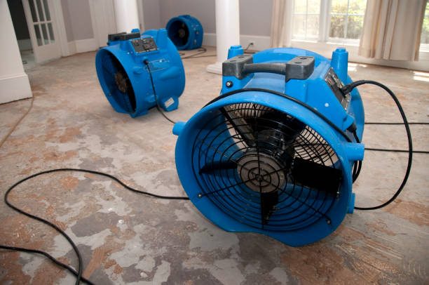 Best Mold removal after water damage  in Bartow, FL
